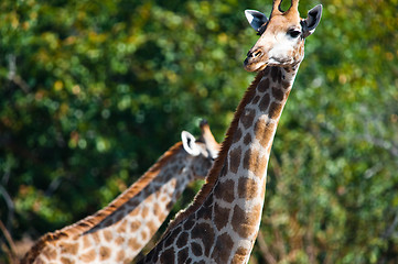 Image showing Giraffes