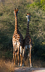 Image showing Giraffes