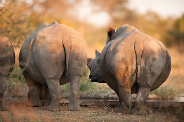 Image showing Rhino rear ends