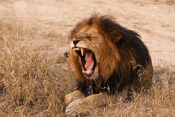 Image showing Yawning lion