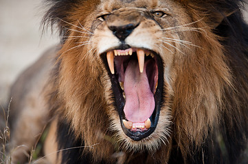 Image showing Angry roaring lion