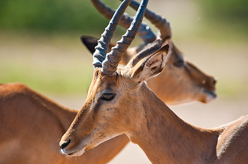 Image showing Impala