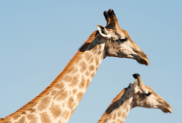 Image showing Giraffes against blue sky