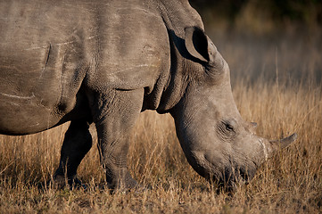 Image showing Rhinocerous