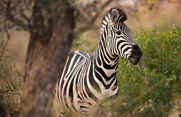 Image showing Plains zebra