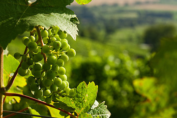 Image showing Grapes growing