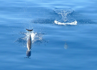 Image showing dolphins