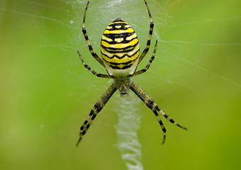 Image showing wasp spider Argiope bruennichi on spiderweb 