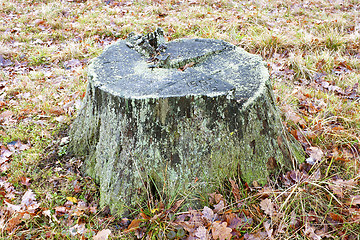 Image showing Old stump