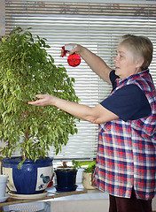 Image showing The elderly woman sprinkles plant