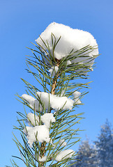 Image showing The top of the young pine tree in snow