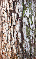 Image showing The texture of the bark