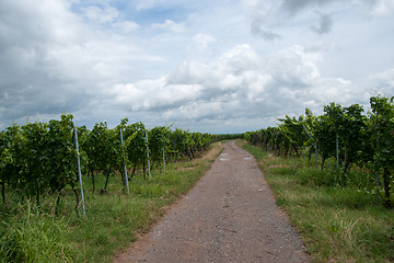 Image showing Alsace landscape and vinewyard