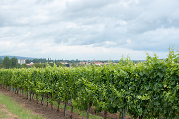 Image showing Alsace landscape and vinewyard