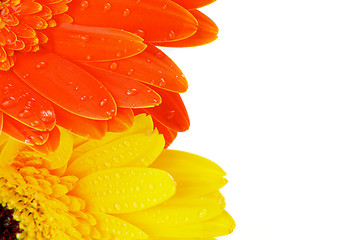 Image showing Orange and Yellow Gerbera Flowers