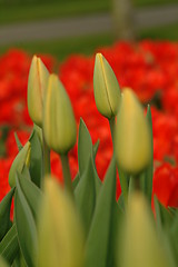 Image showing gelbe tulpen | yelow tulips