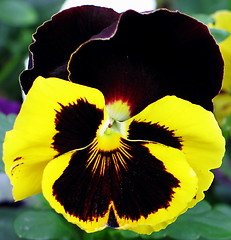 Image showing Glorious pansy