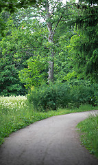 Image showing forest road