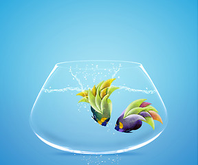Image showing Angelfish jumping to other bowl