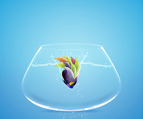 Image showing Angelfish jumping to other bowl