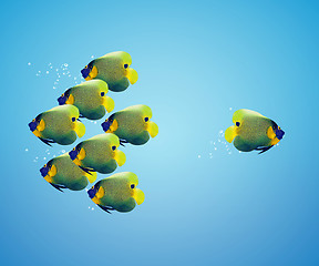 Image showing angelfish in difference way