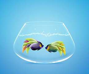Image showing Two Angelfish in fishbowl falling in love