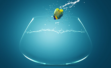 Image showing Angelfish jumping to other bowl