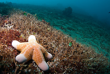 Image showing Starfish underwater
