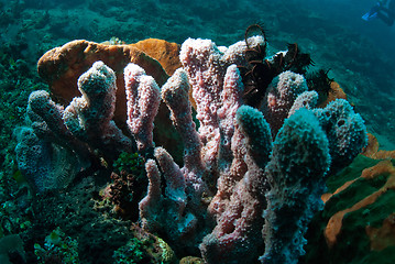 Image showing Underwater coral, fish, and plants in Bali