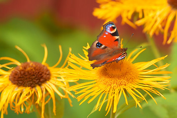 Image showing Schmetterling | butterfly