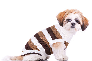 Image showing  cute little dressed shih tzu puppy