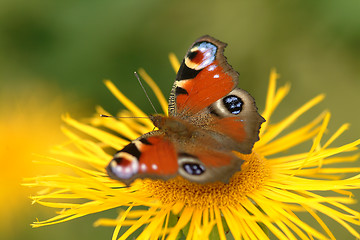 Image showing Schmetterling | butterfly