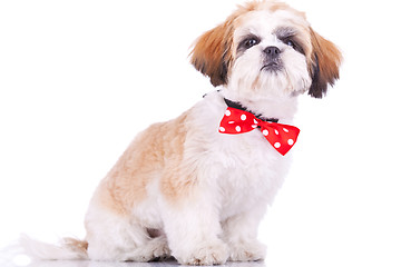 Image showing sitting little shih tzu puppy