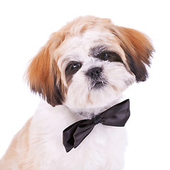 Image showing head of a little shih tzu gentleman 