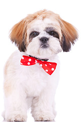 Image showing cute shih tzu puppy standing 