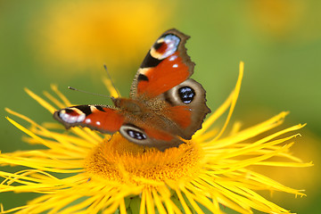 Image showing Schmetterling | butterfly