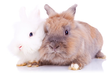 Image showing two little rabbits standing together