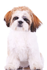 Image showing seated little shih tzu puppy