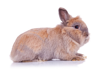 Image showing adorable brown little bunny