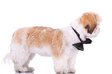 Image showing standing little shih tzu puppy