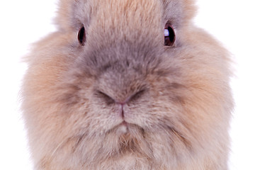 Image showing cute brown rabbit's head