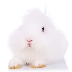 Image showing cute little fur ball