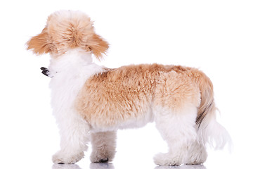 Image showing back of a shih tzu puppy standing 