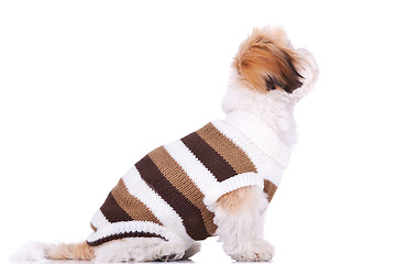 Image showing dressed shih tzu puppy looking up at something