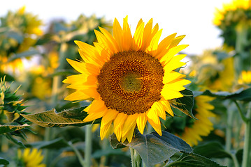 Image showing Sonnenblume | sunflowers