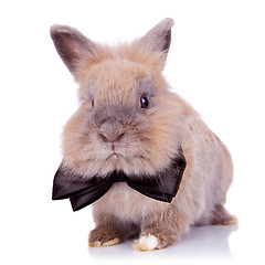 Image showing gentleman bunny