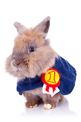 Image showing little bunny champion