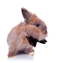 Image showing little bunny gentleman