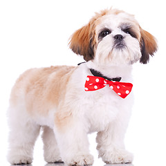 Image showing shih tzu puppy, wearing a red neck bow