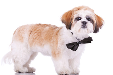 Image showing standing little shih tzu puppy